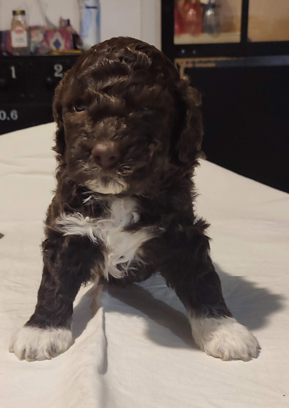du rocher de l'éclair - Chiots disponibles - Lagotto Romagnolo