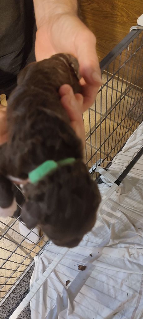 du rocher de l'éclair - Chiots disponibles - Lagotto Romagnolo