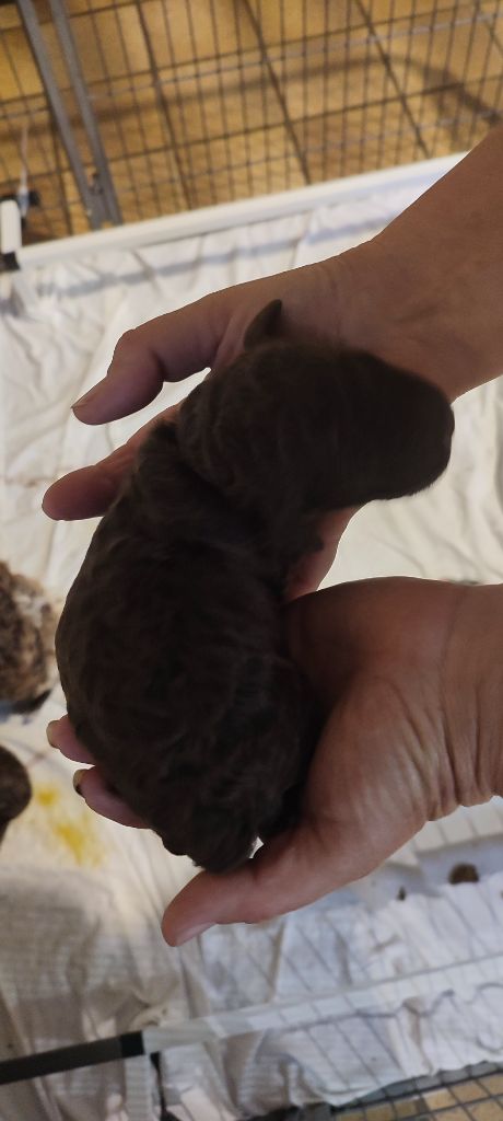 du rocher de l'éclair - Chiots disponibles - Lagotto Romagnolo