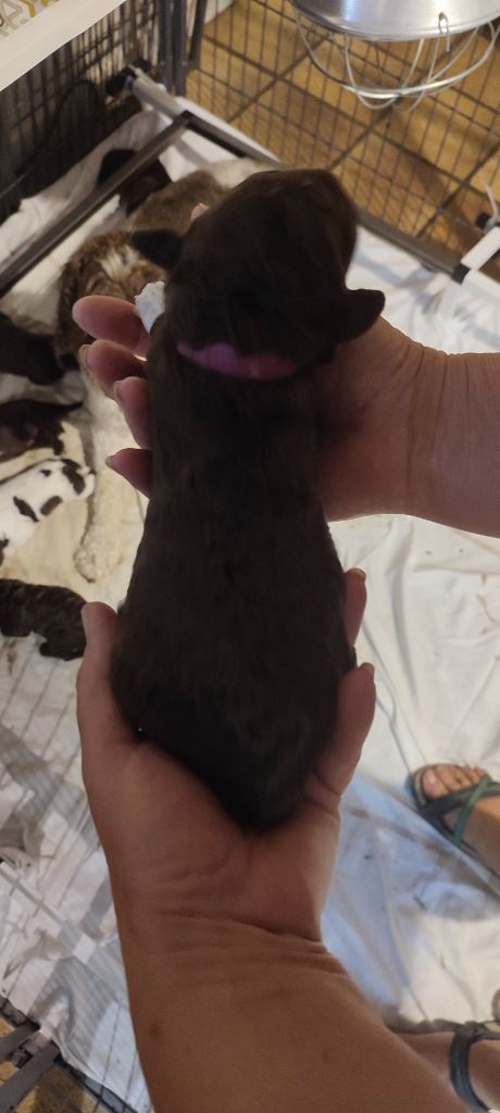 du rocher de l'éclair - Chiots disponibles - Lagotto Romagnolo