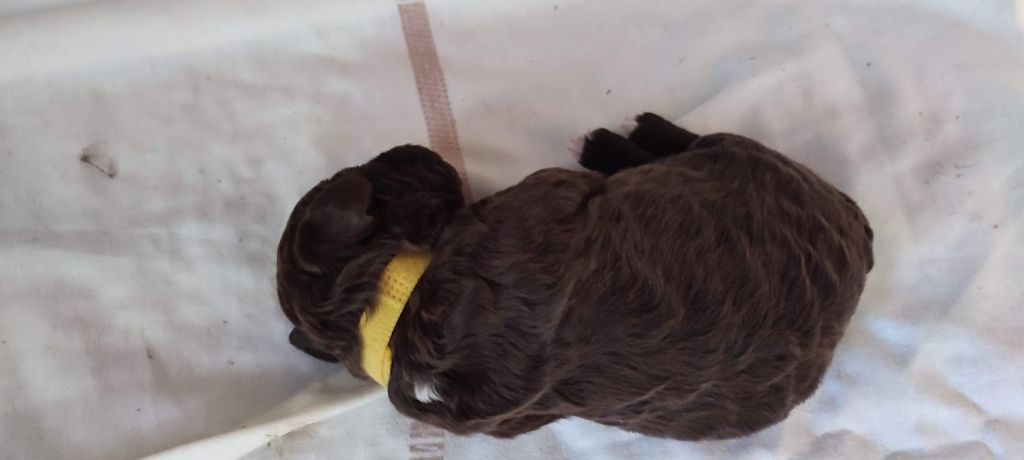 du rocher de l'éclair - Chiots disponibles - Lagotto Romagnolo